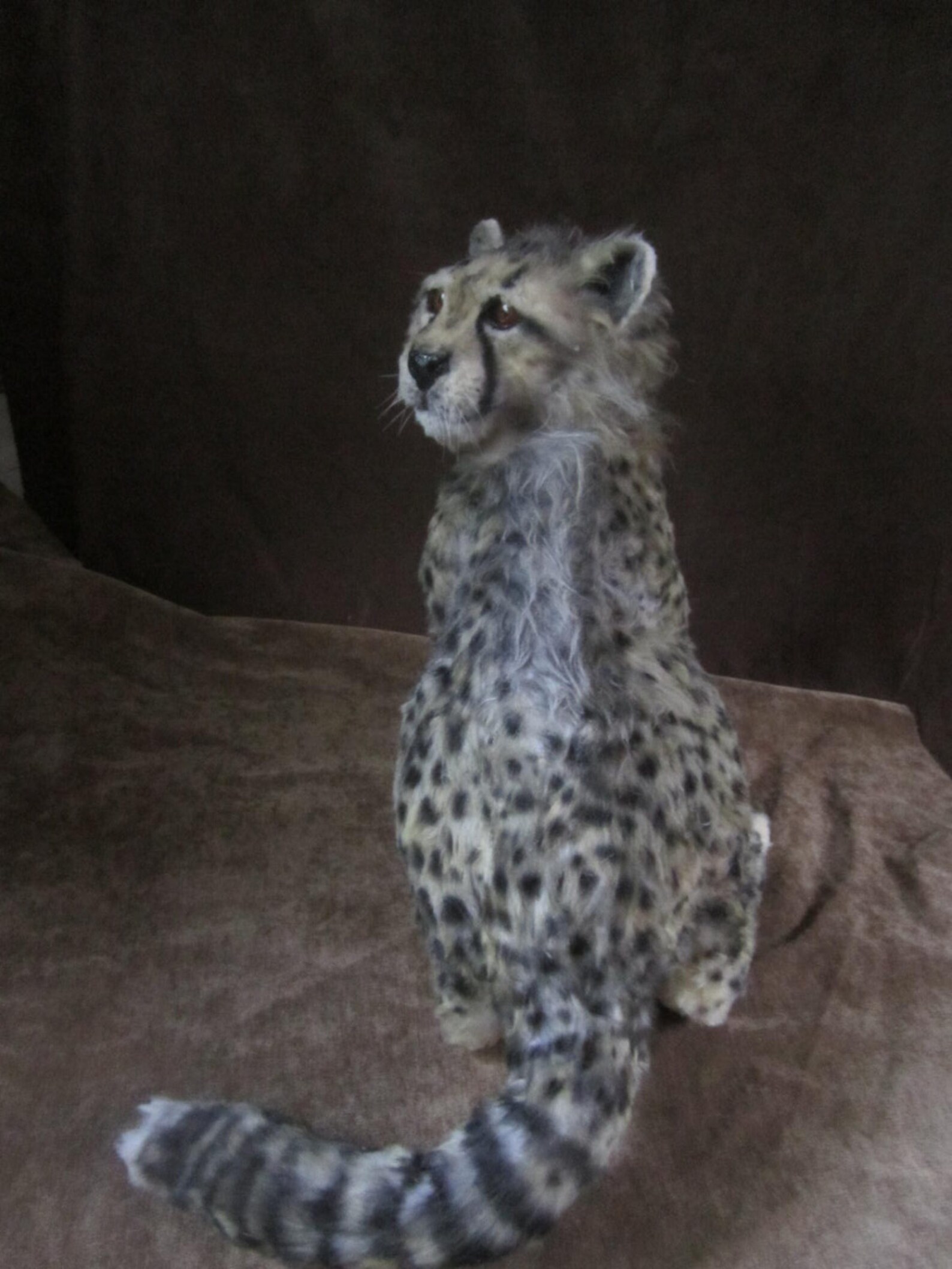 Taxidermy cheetah dummy taxidermy cheetah sculpture hyper | Etsy