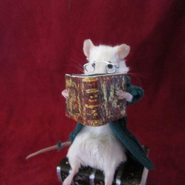 taxidermie rat mouse  lectrice taxidermy rat bibliothéque curiosité oditties