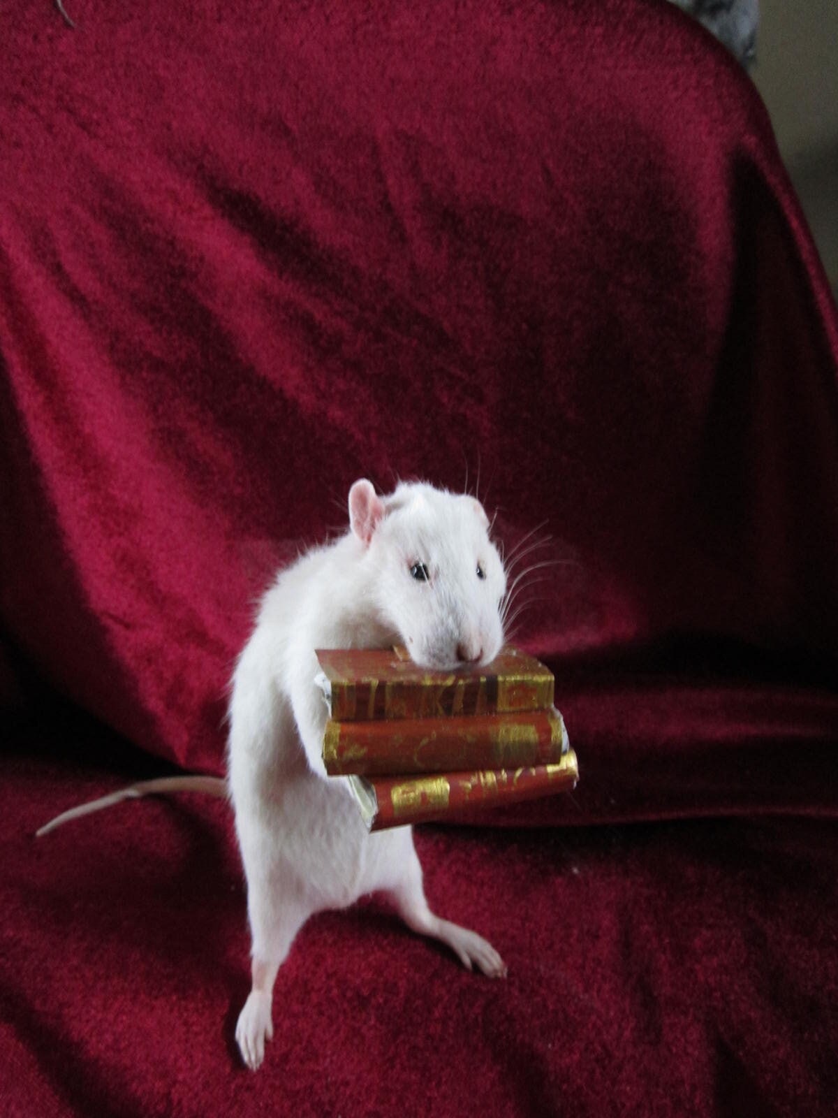 Taxidermie rat porteur de livre taxidermy rat anthropomorphique 