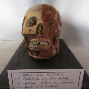 anatomical model skinned skull cabinet of curiosity wax skull taxidermy wax anatomical image 1