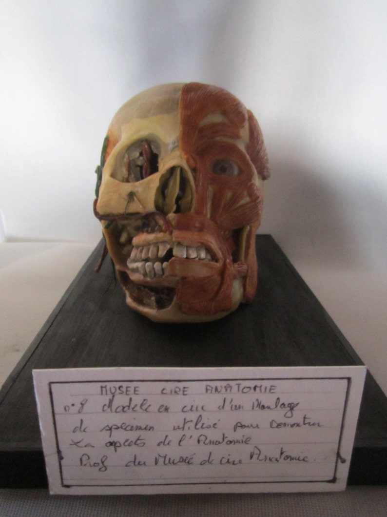 anatomical model skinned skull cabinet of curiosity wax skull taxidermy wax anatomical image 1