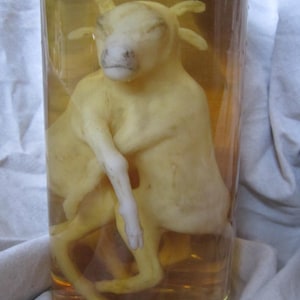 Peut inclure: Un fœtus de veau préservé dans un bocal en verre rempli d'un liquide jaune. Le veau est enroulé en position fœtale, ses pattes et sa queue étant visibles.