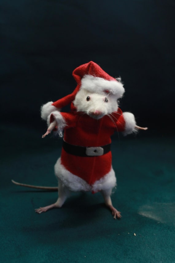 Taxidermy Rat Mouse Santa Claus Taxidermy Mouse Christmas