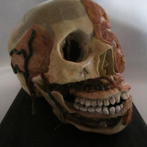 anatomical model skinned skull cabinet of curiosity wax skull taxidermy wax anatomical image 2