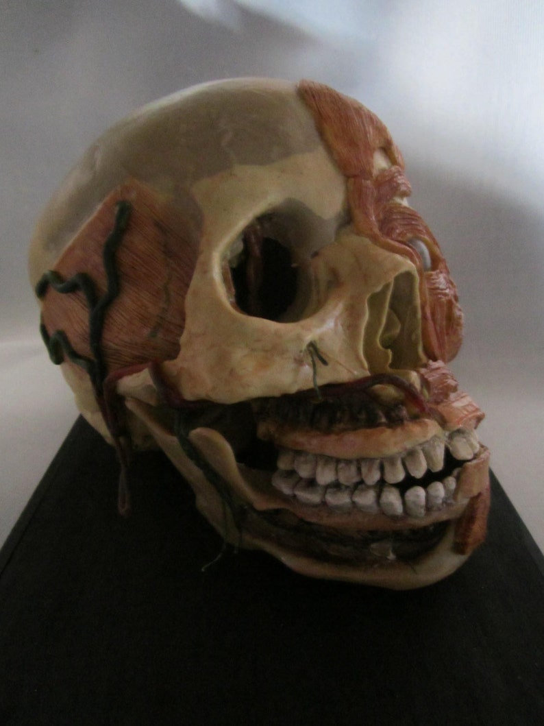 anatomical model skinned skull cabinet of curiosity wax skull taxidermy wax anatomical image 2