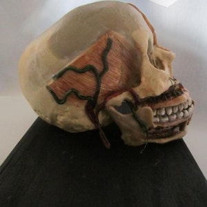 anatomical model skinned skull cabinet of curiosity wax skull taxidermy wax anatomical image 3