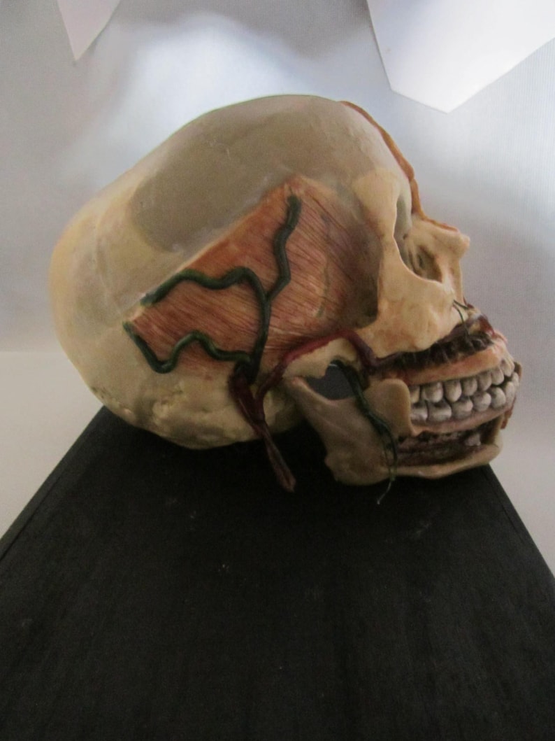 anatomical model skinned skull cabinet of curiosity wax skull taxidermy wax anatomical image 3