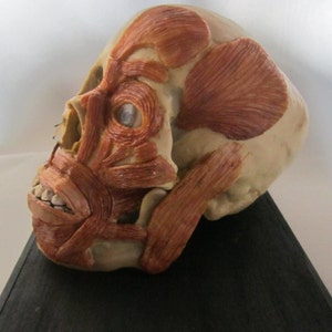 anatomical model skinned skull cabinet of curiosity wax skull taxidermy wax anatomical image 4