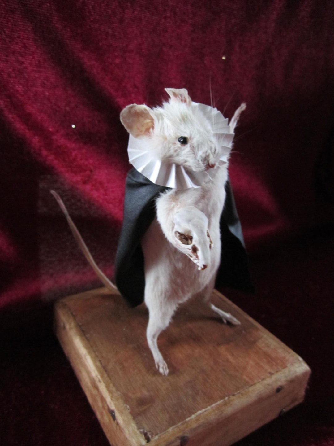 Taxidermy Opera Rat Shakespeare Taxidermy Rat Skeleton Cabinet of ...