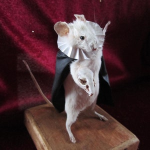 Peut inclure: Une souris taxidermisée blanche portant une cape noire et un col blanc à volants, debout sur une base en bois.