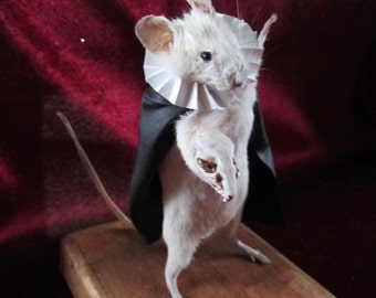 Präparatoren Opernratte Shakespeare Präparatoren Rattenskelett Kuriositätenkabinett