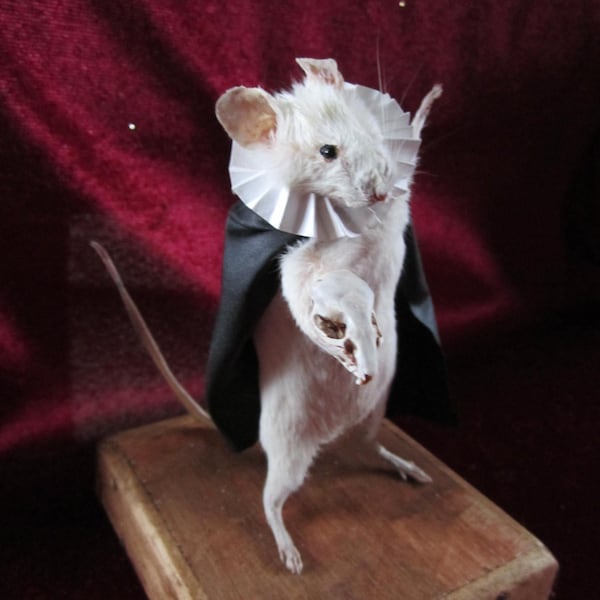 taxidermie rat d'opéra Shakespeare  taxidermy rat  squelette  cabinet de curiosité