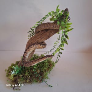 Peut inclure: Une figurine de serpent au motif brun enroulée autour d'une branche de bois texturée. La branche est posée sur une base de mousse verte avec de petites vignes feuillues vertes drapées sur le bois. Le texte Galaxy A54 5G est visible.