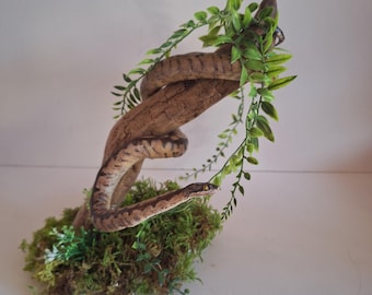 python taxidermy, snake taxidermy, curiosity oddities