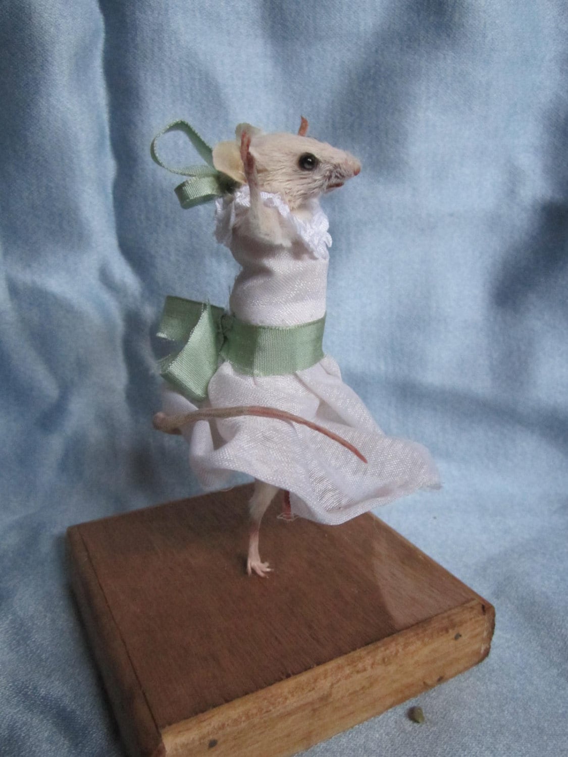 Taxidermy Rat Dancer Taxidermy Rat Mouse Curiosity Cabinet - Etsy