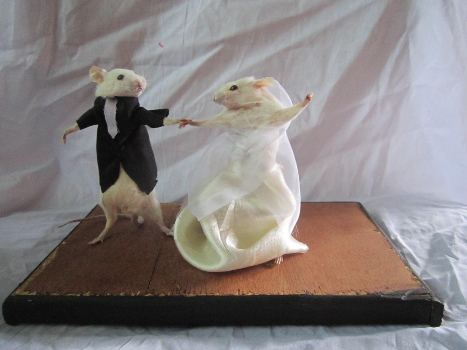 Taxidermy Mouse Married Taxidermy Rat Mouse Cabinet Curiosity Etsy