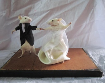 taxidermy dancing bride mouse taxidermy rat married mouse cabinet of curiosities odditties