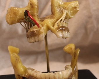 anatomical model of a flayed jaw, wax curiosity cabinet, taxidermy wax anatomical