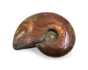 Rainbow Ammonite Fossil