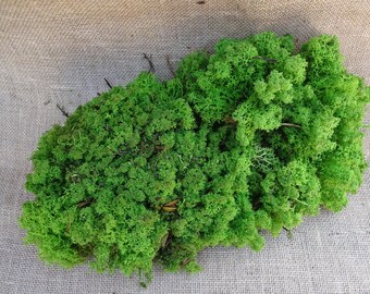 Reindeer moss | Etsy