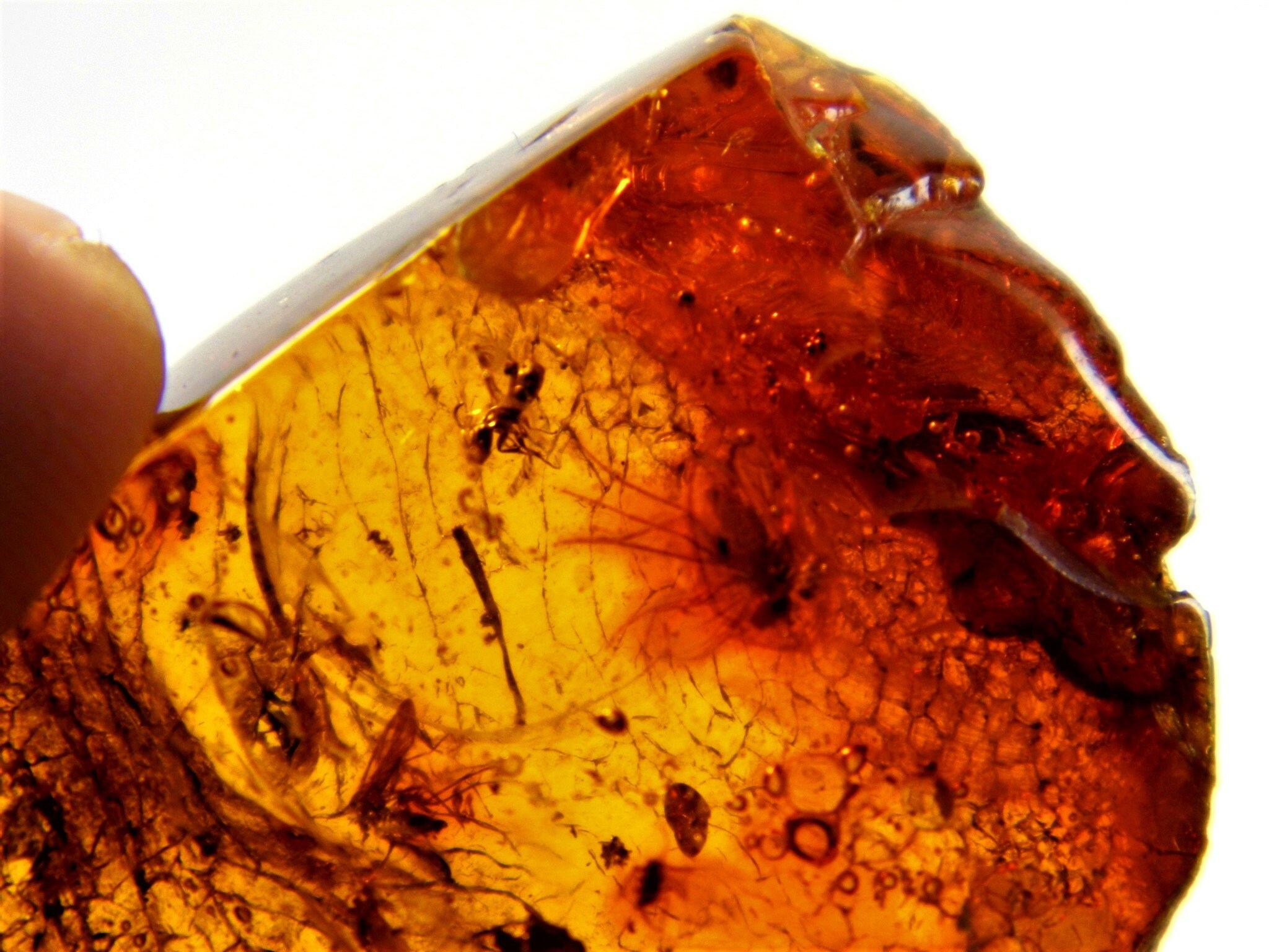 AMBER. Baltic Amber with fossils natural genuine bead with insect