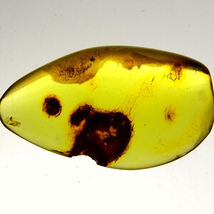 Può includere: Una pietra di ambra gialla con un insetto marrone scuro intrappolato al suo interno. L'insetto è parzialmente visibile e sembra essere una mosca.