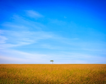 May include: A vast landscape featuring a bright blue sky with wispy clouds above a field of golden-brown grass. A single tree stands in the distance, creating a sense of solitude and openness.