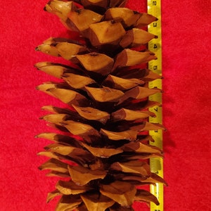 May include: A large, brown pine cone measuring approximately 8 inches in length. The cone is made up of many overlapping scales, each with a distinct texture.
