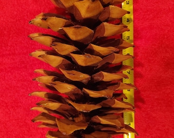 Sugar Pine Cones - Medium - 10&quot; to 12&quot; for your holiday decor -