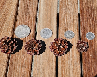 Mini Pine Cones from Lake Tahoe - 1&quot; - 2 1/2&quot; for crafting