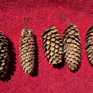 May include: Five brown pine cones with metal loops for hanging are arranged on a red background. The pine cones have a textured, layered appearance, with varying shades of brown and tan. The image is well-lit, highlighting the natural details.