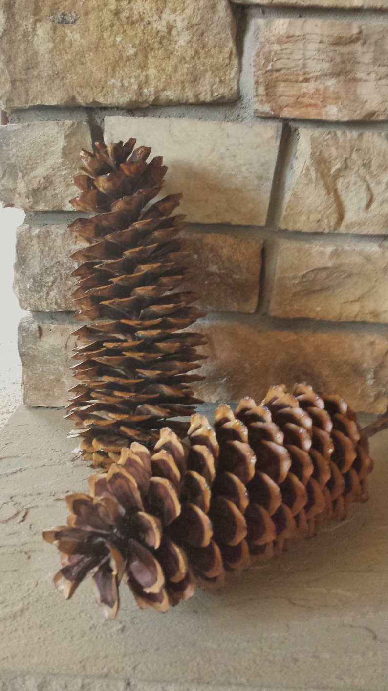 Sugar Pine Cones Large 12 14 for your Etsy
