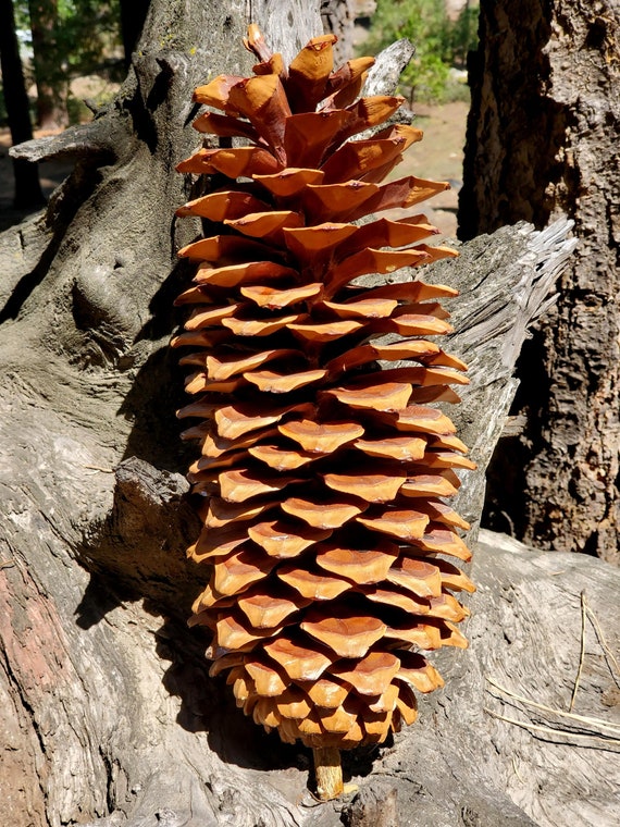 Sugar Pine Cones Large 12 14 for your Etsy