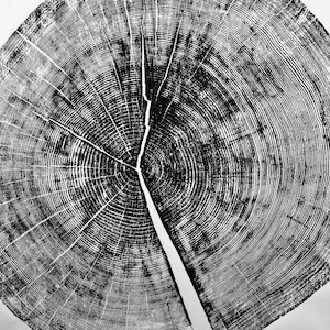May include: Black and white print of a tree cross-section, showcasing detailed growth rings and a prominent crack. The circular design highlights the natural patterns of the wood, creating a striking visual texture. The artwork is a close-up view of the tree's core.