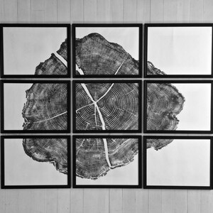 May include: A black and white print of a tree trunk cross-section, showing the rings, is divided into nine square frames.