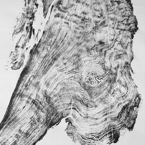 Redwood Burl, Coastal redwood, California Tree, Tree ring art print, California tree art, Huge Wall art