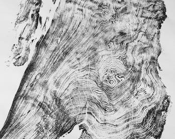 Redwood Burl, Coastal redwood, California Tree, Tree ring art print, California tree art, Huge Wall art
