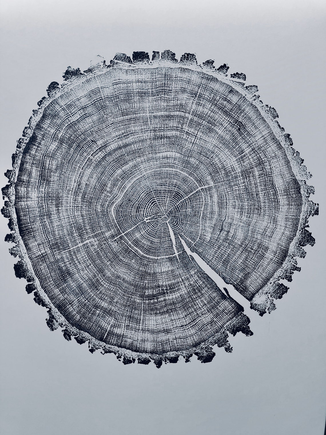 Oak Tree Ring Print From Minnesota Original Woodblock Print - Etsy