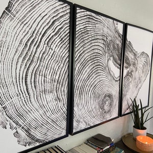 木版画、ロサンゼルス産の松、年輪模様、神聖幾何学ギフト、24 x 36 インチのプリント 3 枚セット