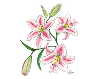 Pink Lilies