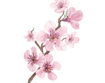 Japanese Cherry Blossoms