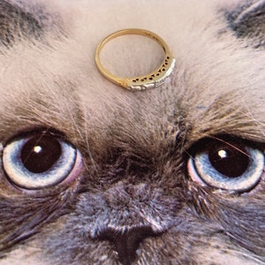 May include: A gold ring with a series of small, clear stones set in a row. The ring is set against a background of a cat's face with blue eyes and gray fur.