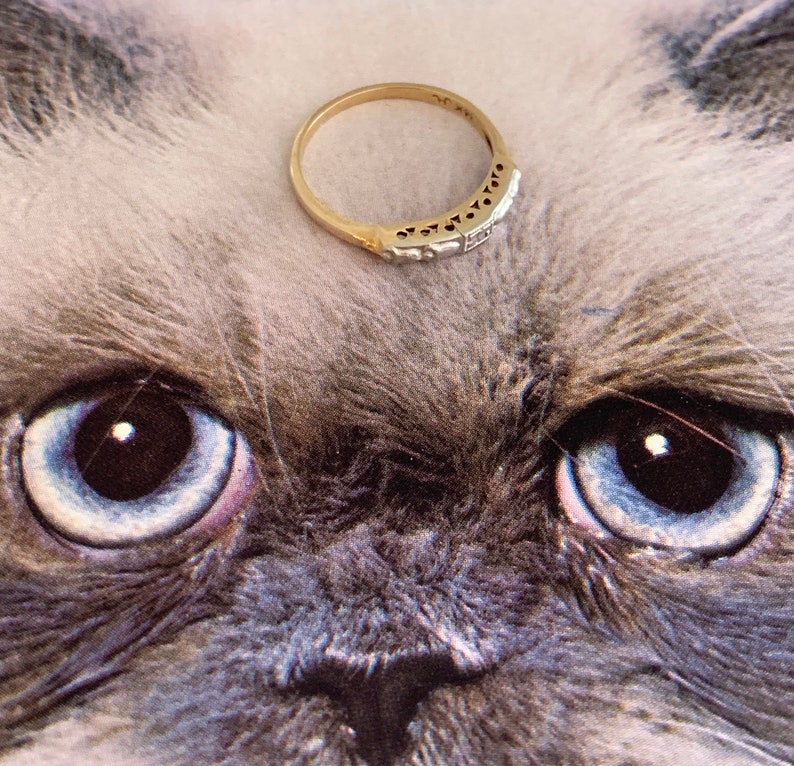 May include: A gold ring with a series of small, clear stones set in a row. The ring is set against a background of a cat's face with blue eyes and gray fur.