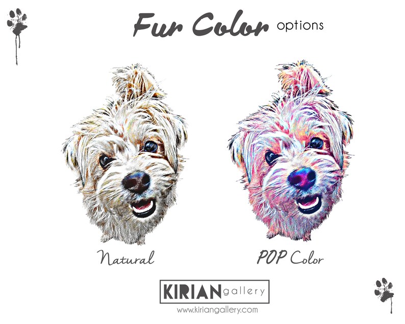 May include: Two images of a dog with a topknot. The first image shows the dog in natural colors. The second image shows the dog with a pop art color scheme. The text "Fur Color options" is at the top of the image. The text "Natural" is below the first image. The text "POP Color" is below the second image. The text "KIRIANgallery" and "www.kirian gallery.com" is at the bottom of the image.