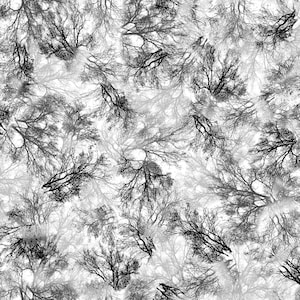Tree Dance Branches 30294 Gray K - by QT Fabrics - Trees - Quilting Cotton Fabric