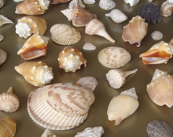 Seashell Collection & Seashell Book plus Sea Snail Necklaces!