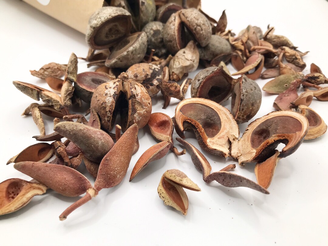 Hakea Seed Pods Nature Craft Mix, Australian Seed Pods, Montessori