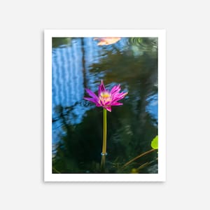 Rosa Seerose — Botanische Fotografie Poster — Giclée Fine Art Print — Weißer Rand — Ungerahmt — 8x10, 12x16, 16x20, 18x24, 24x36