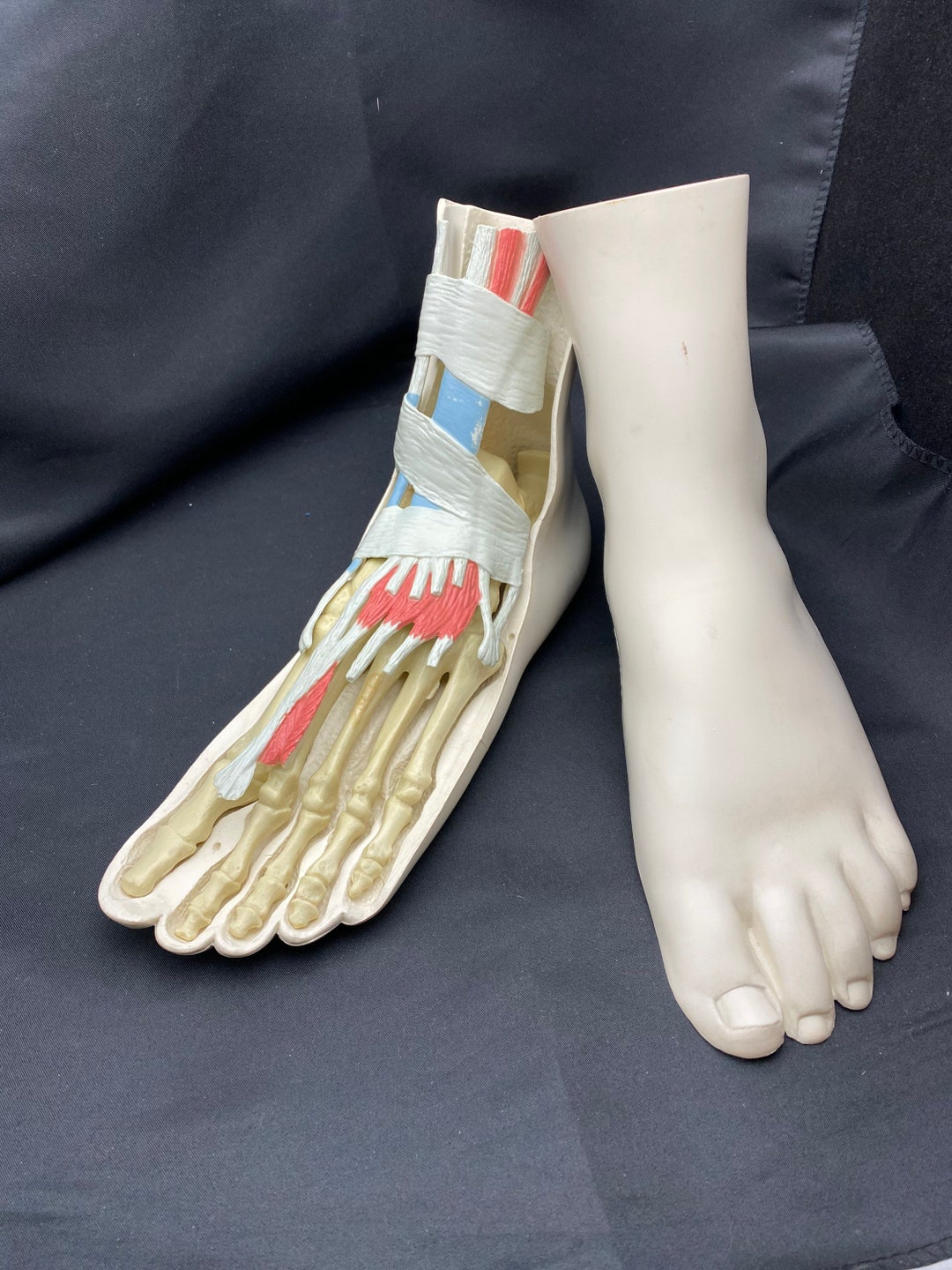 Vintage, Anatomical Foot Model. Etsy