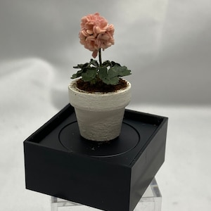 May include: A miniature potted plant with a pink flower and green leaves. The plant is in a white pot and is sitting on a black square base.